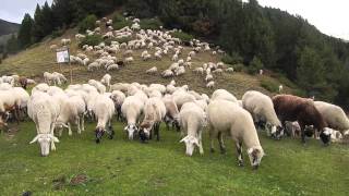 1000 Sheep in Andorra [upl. by Ixela132]