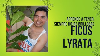 Cómo Limpiar y Mantener Brillantes las Hojas de Ficus Lyrata 🌿✨  Guía Fácil y Rápida [upl. by Kizzee]