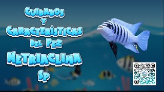 🐟 CUIDADOS y CARACTERÍSTICAS del PEZ Cíclido METRIACLIMA SP 🐠🌿 peces aguadulce cíclidos [upl. by Oicaro]