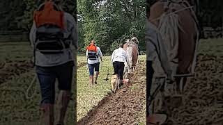 Traditional Horse Ploughing at the Royal Forest Agricultural Association Match 11th September 2024 [upl. by Blen195]