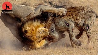 15 Momentos Leones Vs Hienas Peleas A Muerte Por La Supervivencia En Los Animales Salvajes [upl. by Ardried]