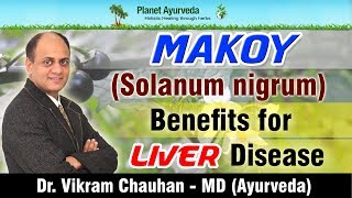 Makoy Solanum nigrum  Benefits for Liver Disease [upl. by Latvina]