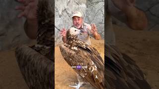 सबसे उचाई पर उड़ने वाला पक्षी🦅 Ruppells griffon vulture  shorts bird facts youtubeshorts [upl. by Malas114]