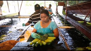 Willkommen bei Coobana  die Geschichte einer FAIRTADEBananenplantage [upl. by Harwell]