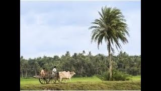 Bondhur Barite Taal  বন্ধুর বাড়িতে তাল গাছে এত গোসা তোমার শরীরে [upl. by Namie]