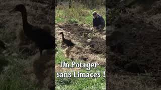 Fini les limaces au potager  canard coureur indien [upl. by Eenor]