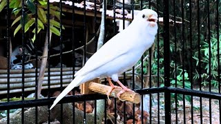 Waterslager Canary Singing Training [upl. by Ballman]