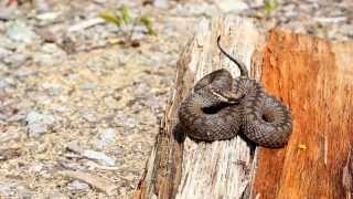 Vipera Berus in Retezat Mountains Romania June 2014 [upl. by Leirda]