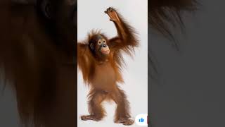 pedro trending funny today news music monkey song viralvideo viralreels cute ai youtube [upl. by Suilenroc]