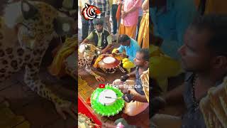 Amazing Tiger Dance at Udupi shorts tigerdance [upl. by Tini364]