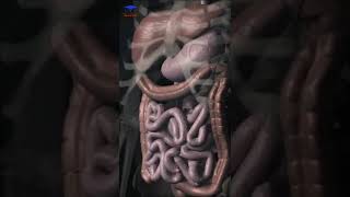 Digestive system Organs  Medical animation 🩺 [upl. by Nada]