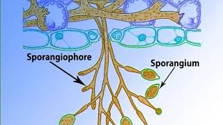 Phytopthora important features and life historymp4 [upl. by Hayimas734]