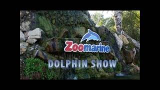 Dolphin Show Zoomarine [upl. by Steele]