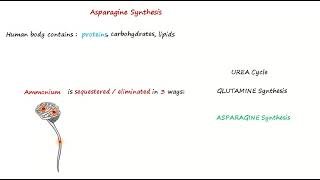 Asparagine Synthesis [upl. by Ainoet]