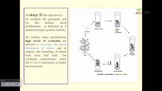 Plant tissue culture shoot tip culture [upl. by Follmer]