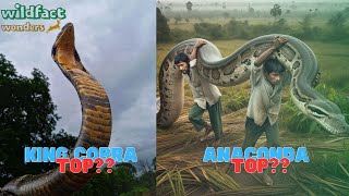 5 Biggest Snakes in the World Still Alive Today  Unmasking Titans  WildFact Wonders [upl. by Htnnek]