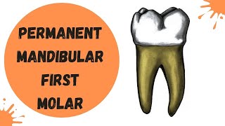 Permanent Mandibular First Molar  Dental Anatomy [upl. by Marlane]