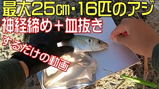 【神経締め】最大25㎝のアジを神経締め血抜きするだけの動画【神経締めオジサン】 [upl. by Lurlene]