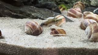 Stand vom 4 8 2024 220l Tanganjika AQ mit Lamprologus speciosus und Julidochromis transcriptus kissi [upl. by Fronia146]