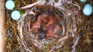 Two cuckoo chicks in the same nest [upl. by Aidni42]