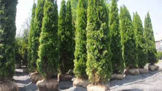 Bulk Supplier of Arborvitae Emerald Greens [upl. by Julia]