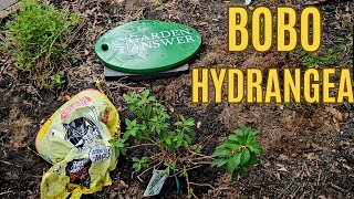 Zone 9B Gardening Planting Proven Winners BOBO Hydrangea 🌱 [upl. by Clementis]