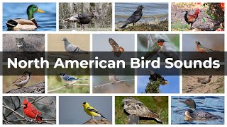 North American Bird Sounds  Compilation [upl. by Washburn84]