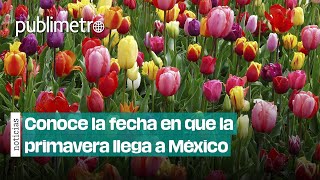 ¿Cuándo llega la primavera a México ¡Prepárate para florecer [upl. by Enej]