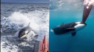 Orcas greifen Segelyacht in schockierendem Vorfall in der Straße von Gibraltar an und versenken sie [upl. by Karen944]