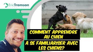 Comment apprendre au chien à se familiariser avec les autres chiens [upl. by Nibot]