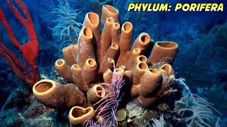 Phylum porifera  sponge Class 11 Animal Kingdom [upl. by Vizza]