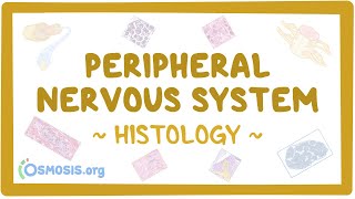 Peripheral nervous system Histology [upl. by Ainex]