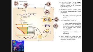 The Coronavirus Replication Cycle [upl. by Drobman148]