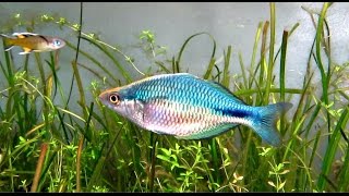 Melanotaenia lacustris Turquoise rainbowfish flashing [upl. by Kauffman22]