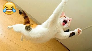 Funniest Animals 😄 New Funny Cats and Dogs Videos 😹🐶  Ep6 [upl. by Eihctir420]