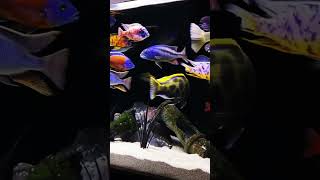 MMA Shorts  African Cichlids Lake Malawi cichlids  Lake Victoria Cichlids viralshort viralsong [upl. by Arodnahs]