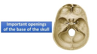 Important openings of the base of the skull Prof Ashfaqur Rahman [upl. by Shira]