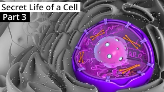 The Secret Life of a Cell Part 3  The Nucleus [upl. by Helenka]