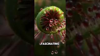 Sundew  A Carnivorous Tentacles Plant plants carnivore sundew fyp [upl. by Edyak461]