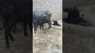 Murrah buffalo sale morkhi cow bufflo animals farming song newsong punjabisong [upl. by Ytrebil481]