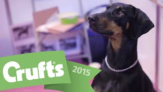 Best of Breed  Dobermann and winners interview  Crufts 2015 [upl. by Candless]