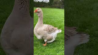 2 Handsome Dewlap Toulouse boys geese goose toulousegoose [upl. by Aroc]