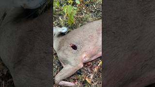 BEAST Broadhead’s ENTRY HOLE 🤯😳 by Jesse Richard beastbroadheads broadhead archery [upl. by Lock]