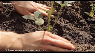 Planter des fraisiers [upl. by Retsevlis]