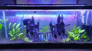 55 Gallon Betta Sorority Community Tank  Adding The Girls To The Tank  AIR Aquatics [upl. by Elayne884]