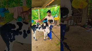 karnataka sheep jaala beautiful colour bakra goat sheepfarming sheep tagaru shorts music [upl. by Drol]