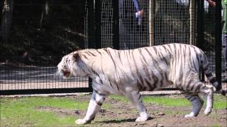 Witte tijgers in ZooParc Overloon [upl. by Afrika105]