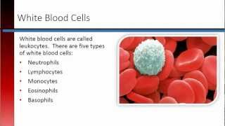 Phlebotomy Lesson 32 Blood Cells [upl. by Chantal]