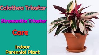 Stromanthe Triostar Plant care Best Indoor Perennial Plant Calathea Triostar [upl. by Lebasi]