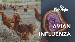 Avian flu research at The Pirbright Institute [upl. by Austin]